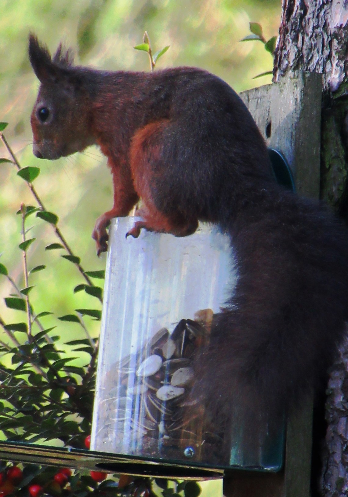 Squirrel3
